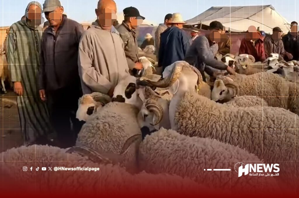 ارتفاع أسعار المواشي يثير جدلا برلمانيا مع اقتراب عيد الأضحى
