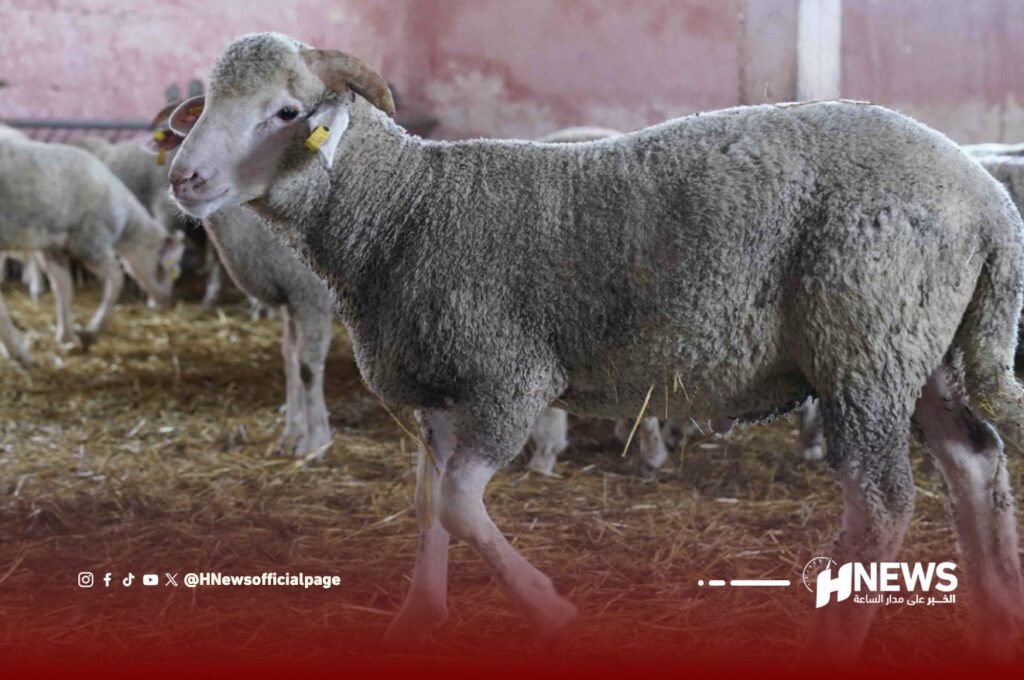 لاراثون تنقل ترقب المغاربة لأثمنة الأضاحي