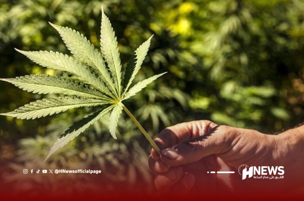 فلاحو الكيف بتاونات يشتكون تأخر المستحقات