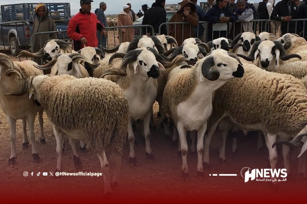 مهني: مربو الماشية يعانون والوضع في الأسواق مقلق