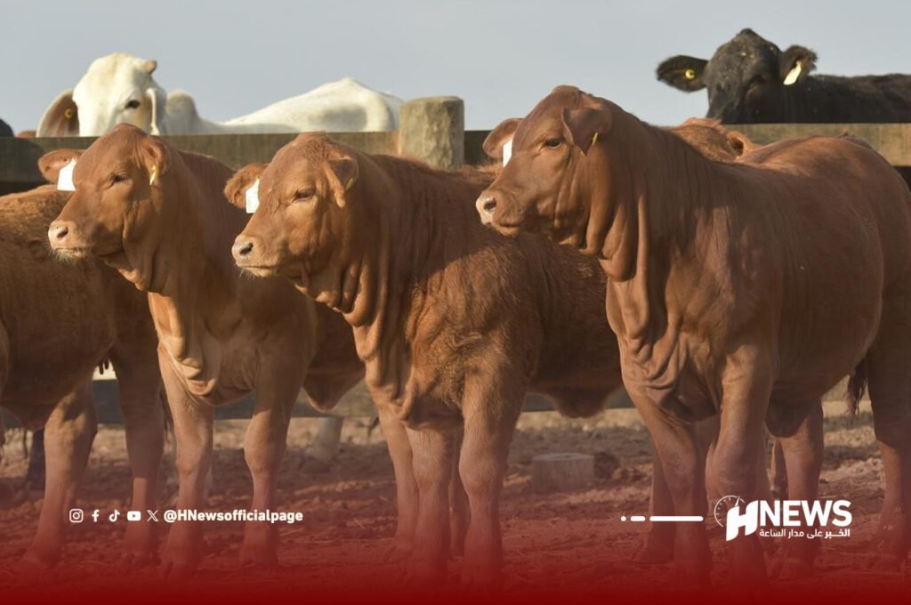 ماشية الباراغواي