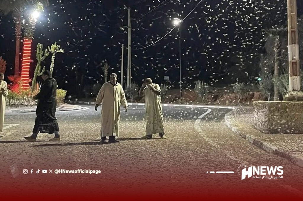 هجوم مفاجئ للجراد على قرى تافراوت يثير قلق الفلاحين