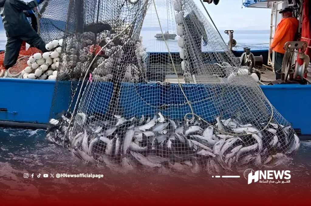 خبراء: التجميد هو الحل لتوفير السمك طيلة السنة.. فيديو