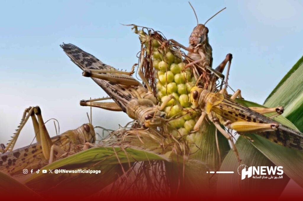 الجراد الصحراوي