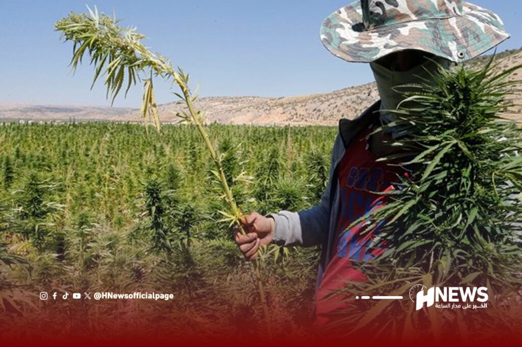 القنب الهندي | H-NEWS آش نيوز القنب الهندي