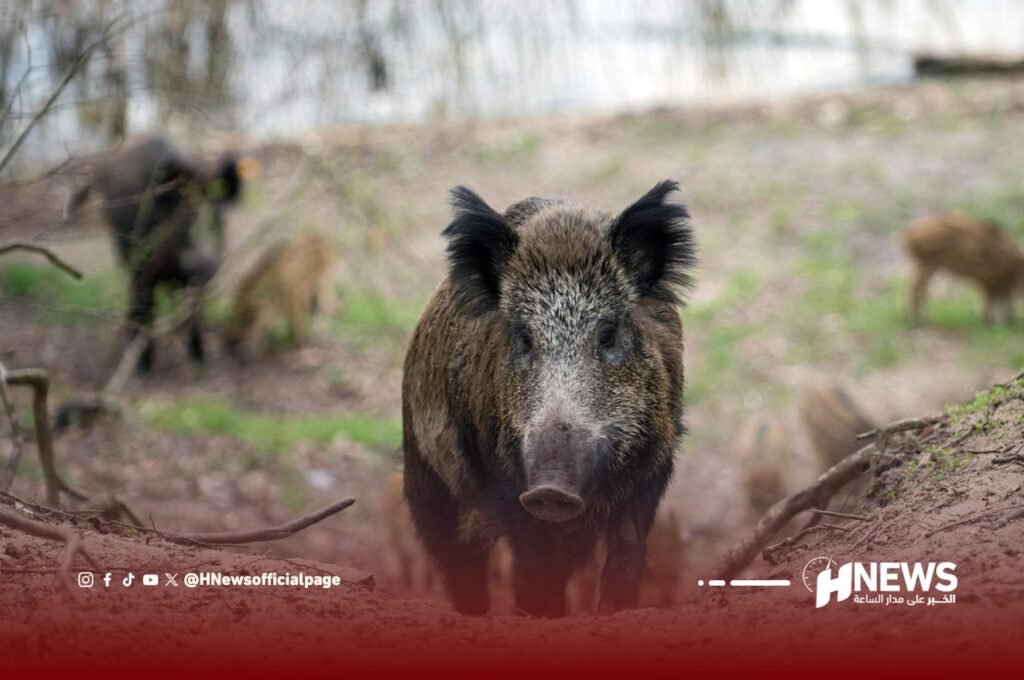 خنازير برية تجوب شوارع السعيدية وتثير قلق السكان