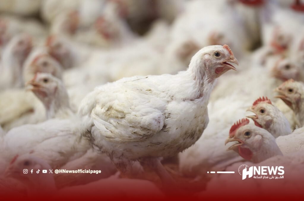 صادرات كتاكيت اللحم تسجل قفزة نوعية