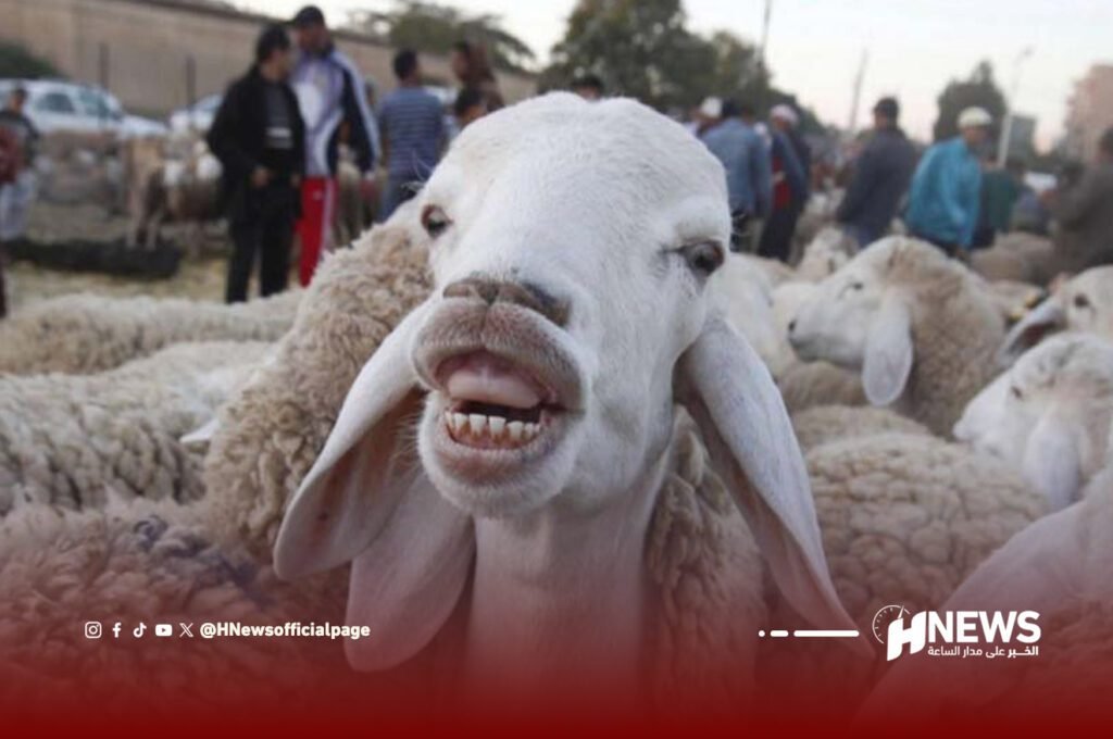 أكباش جزائرية