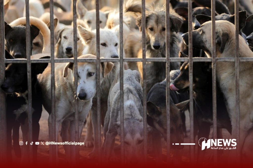 الكلاب الضالة | H-NEWS آش نيوز الكلاب الضالة