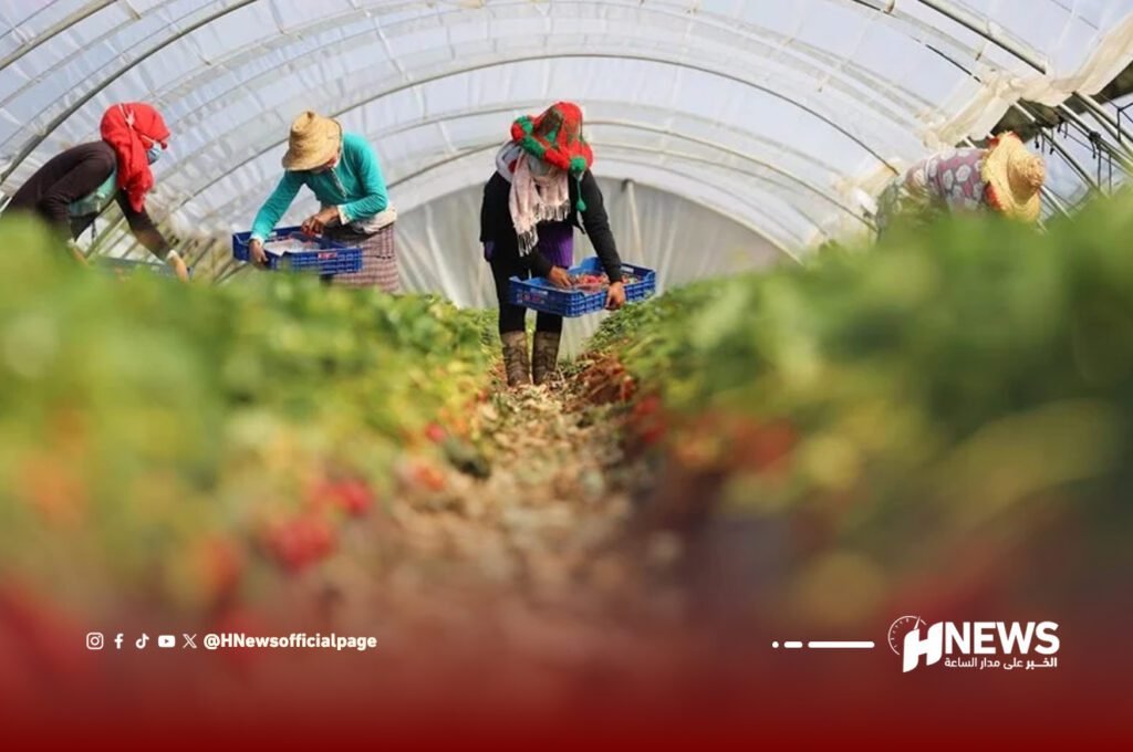 عاملات الفراولة | H-NEWS آش نيوز عاملات الفراولة