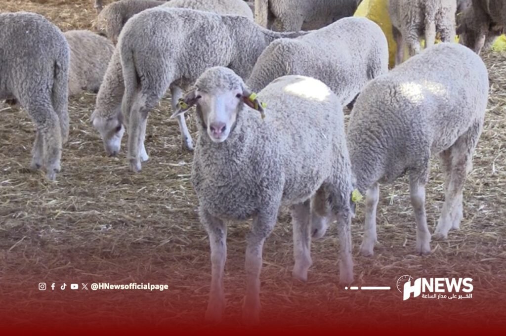 “الفراقشية” يغرقون الأسواق بالأكباش المستوردة بعد الإلغاء