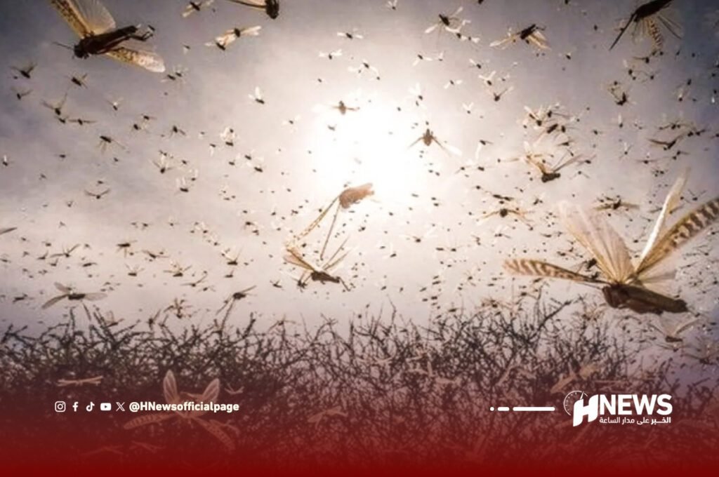 الفاو تحذر من اجتياح الجراد وتدعو المغرب لرفع التأهب