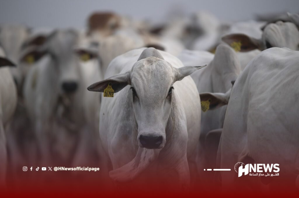 الماشية البرازيلية