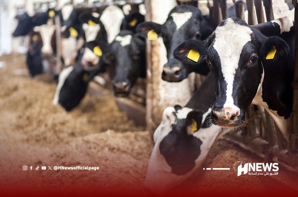 استيراد الأبقار | H-NEWS آش نيوز استيراد الأبقار