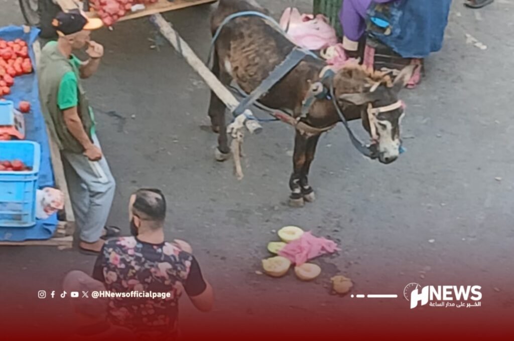 دواب عربات مجرورة مديونة