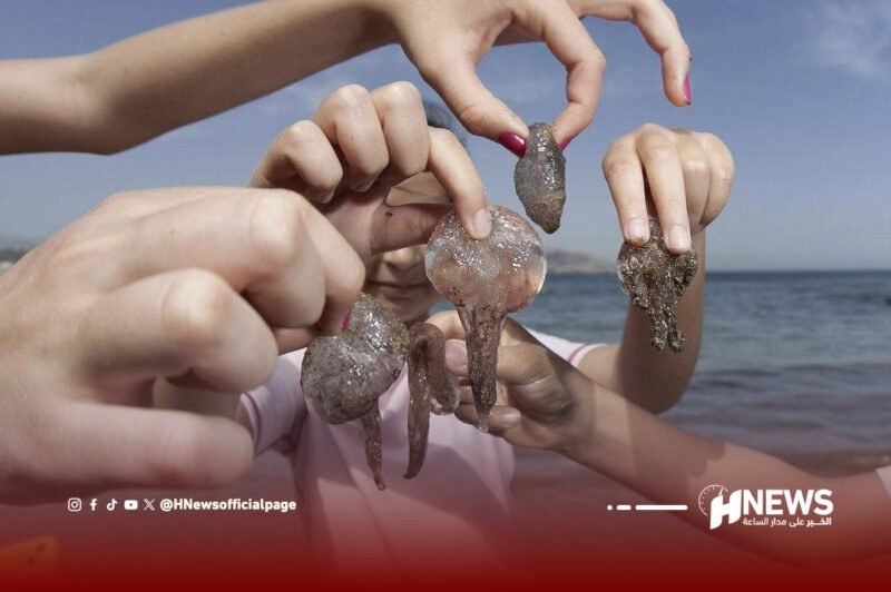 قناديل البحر