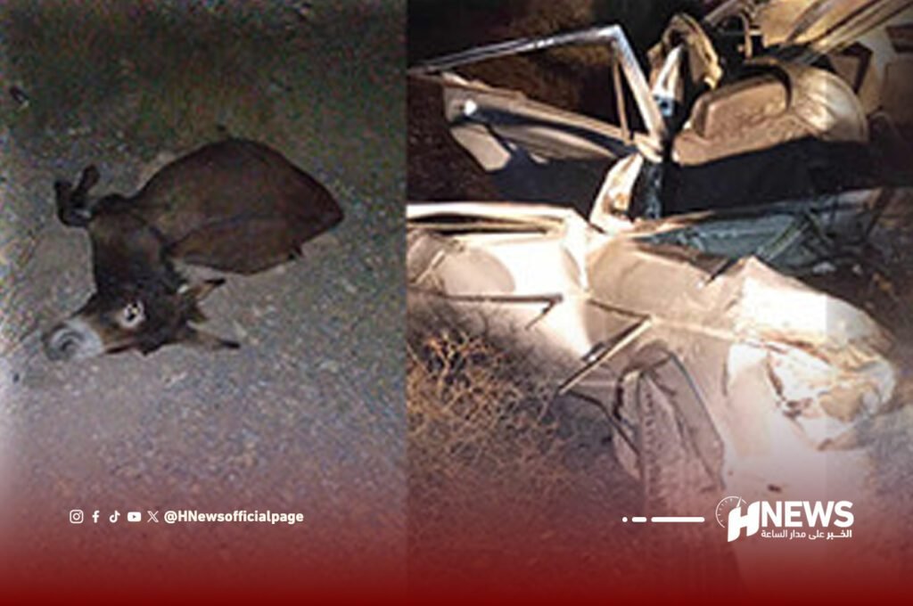 حادثة سببها حمار | H-NEWS آش نيوز حادثة سببها حمار