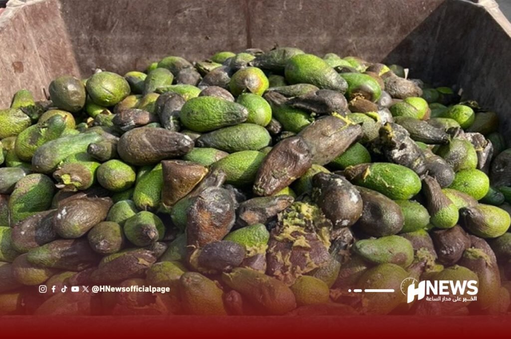 خسائر الأفوكادو