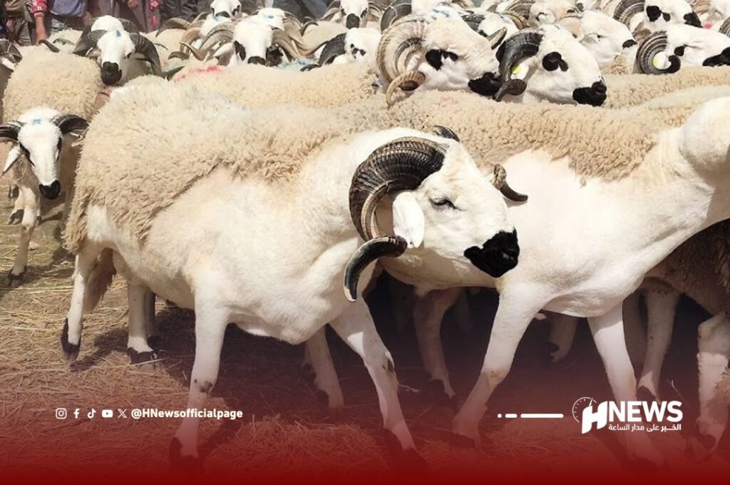 وزارة الفلاحة: القطيع الوطني يتجاوز 32 مليون رأس ماشية