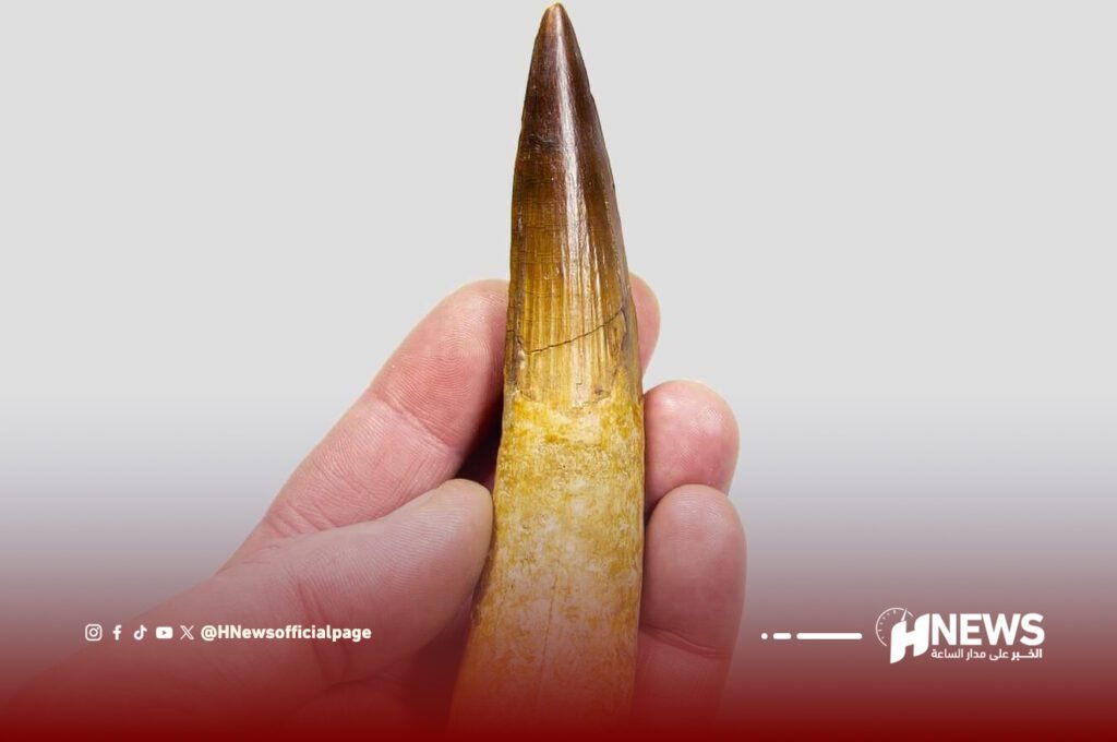 اكتشاف أسنان ديناصورات عملاقة ببولمان