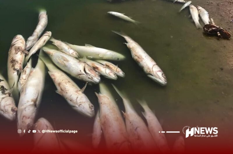 نفوق الأسماك المحمدية