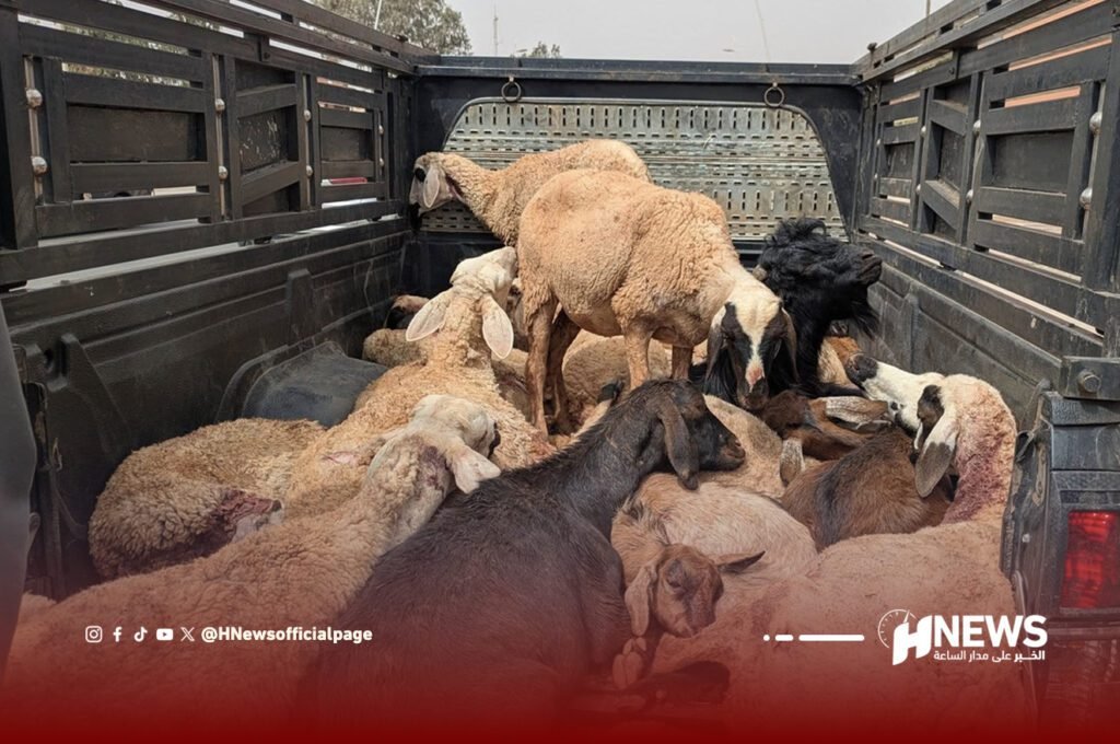 هجوم كلاب ضالة