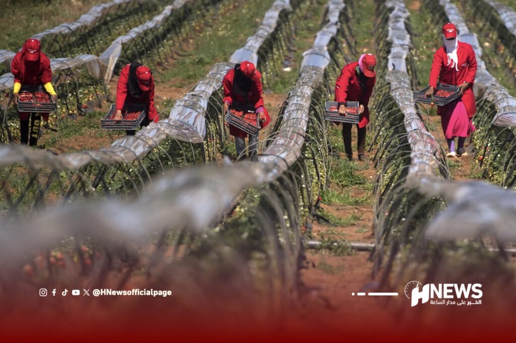 المغرب يطلق دراسة كبرى لرسم “الرؤية الزراعية 2050”