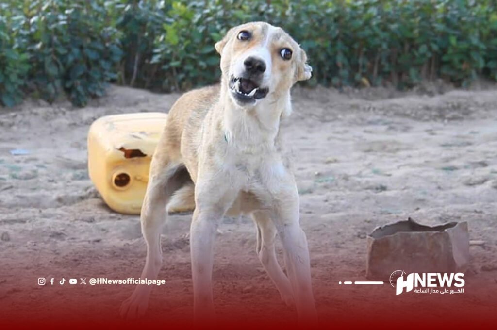 مليلية تسجل إصابات بداء السعار بعد عبور كلب مصاب من الناظور