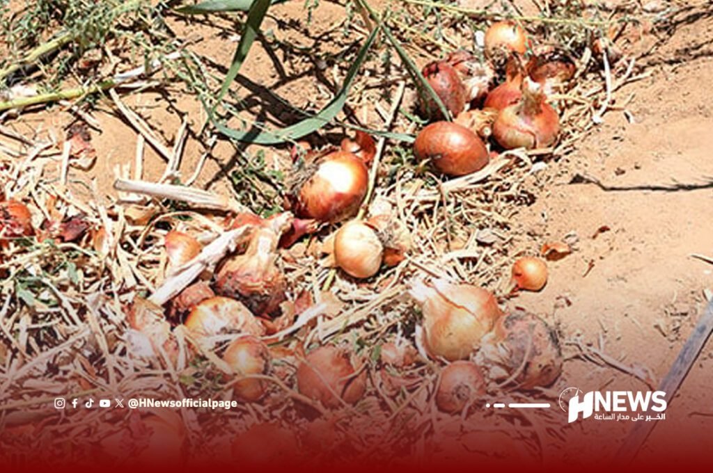 خسائر فادحة في محاصيل البصل بسبب عاصفة رعدية