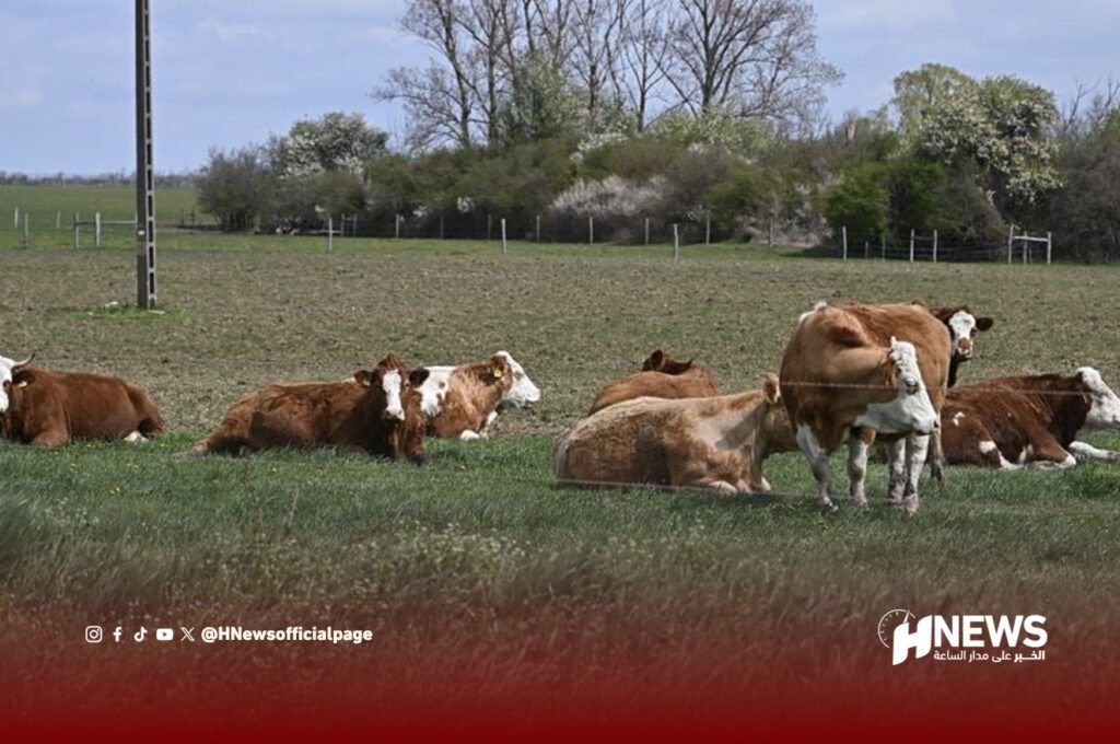 الأبقار الإسبانية