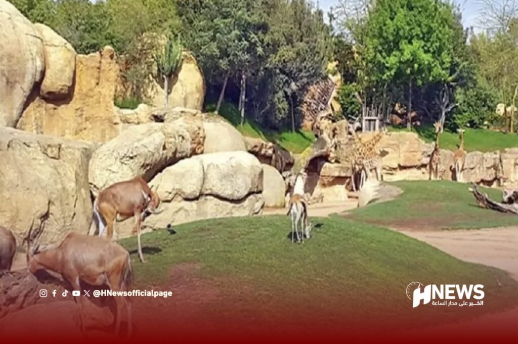 الحيوانات المحمية | H-NEWS آش نيوز الحيوانات المحمية