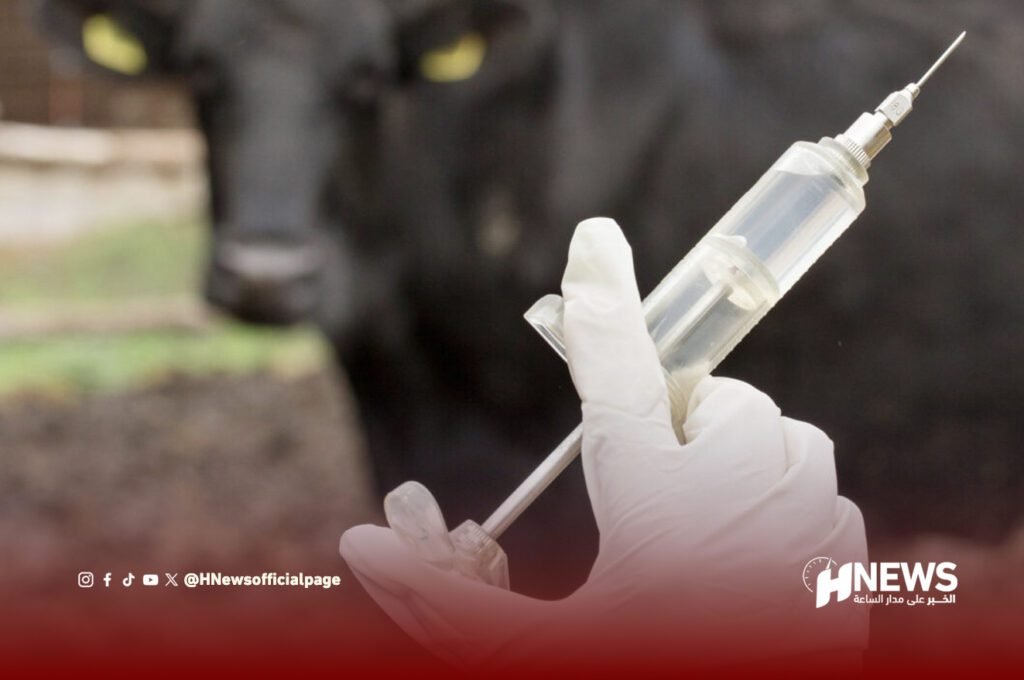 تلقيح الأبقار