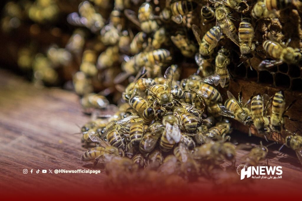 هجوم نحل