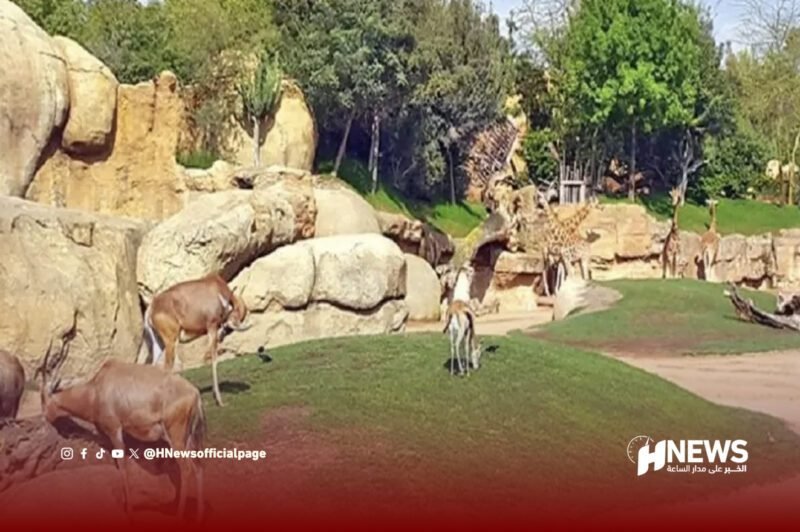 الحيوانات المحمية