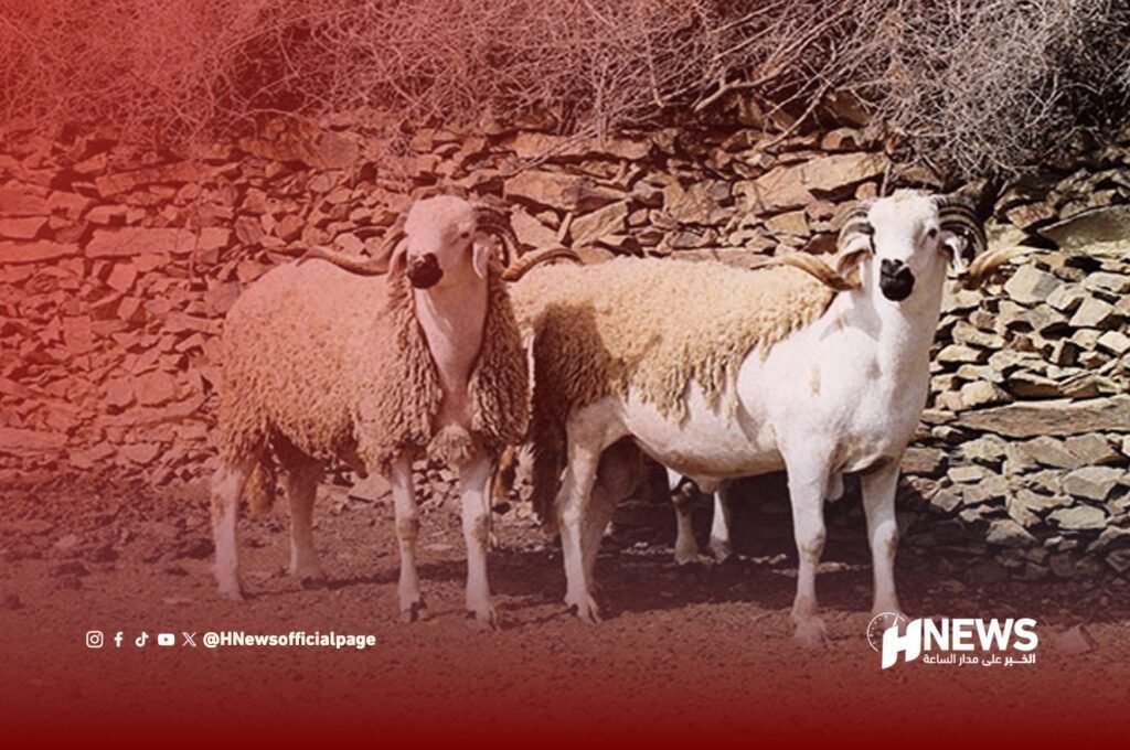 الماشية بالمغرب