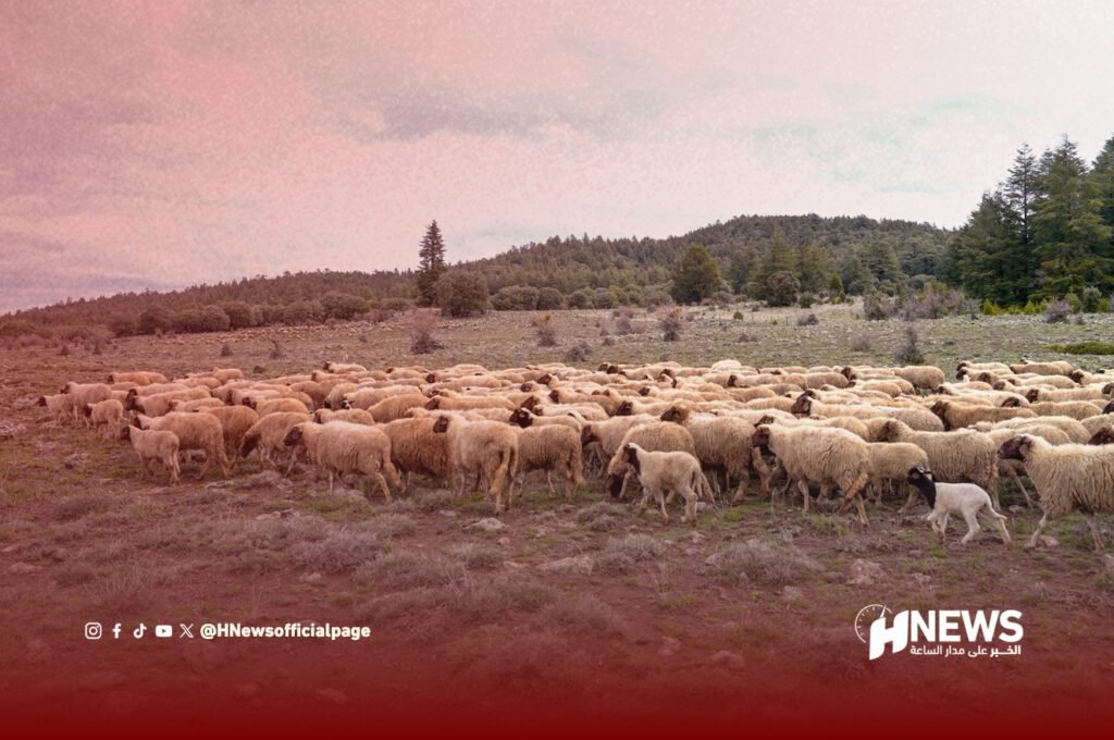 رعي المواشي - H-NEWS
