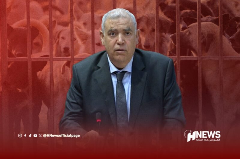 الكلاب الضالة