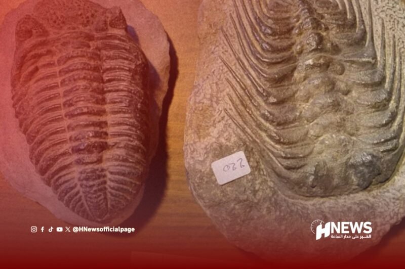 تهريب حفريات مغربية - H-NEWS