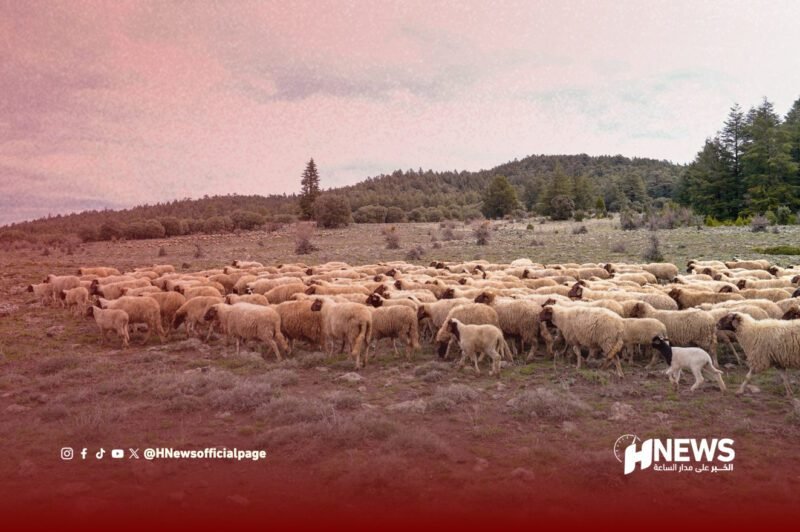رعي المواشي - H-NEWS
