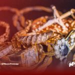 سرقة مجوهرات - H-NEWS