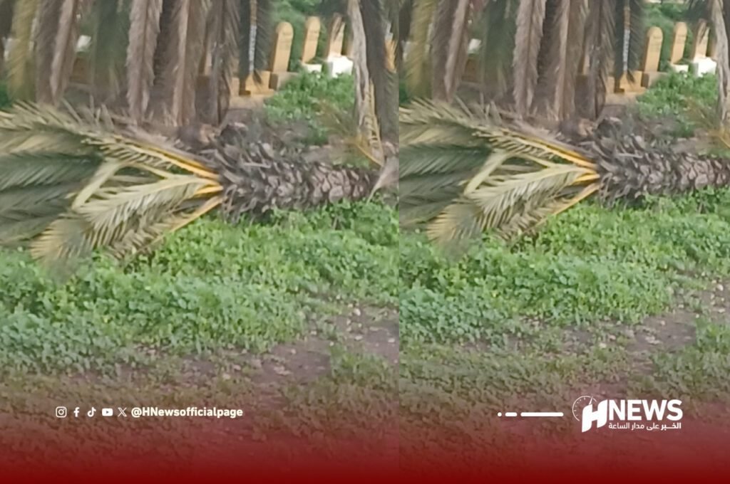 أشجار نخيل | H-NEWS آش نيوز أشجار نخيل - H-NEWS