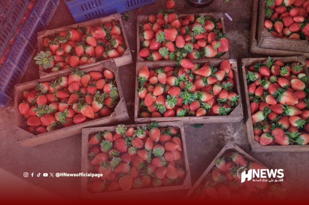 غلاء الفراولة في رمضان.. الفيضانات ترفع الأسعار إلى 35 درهما