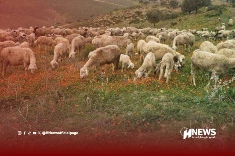 تحسن المراعي ينعش آمال مربي المواشي بجهة الدار البيضاء