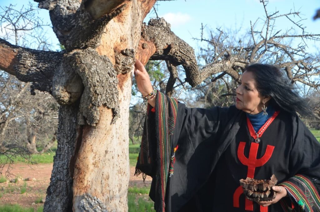 فاطمة تبعمرانت تبكي شجرة الأركان في أغنيتها الجديدة