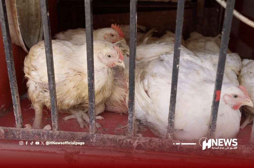 دجاج دواجن | H-NEWS آش نيوز دجاج دواجن