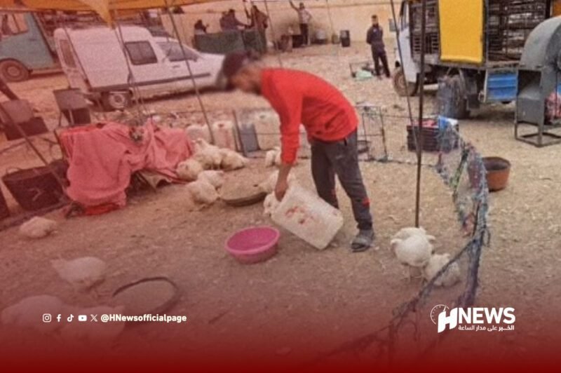 قرار يمنع ذبح الدواجن بأسواق الناظور