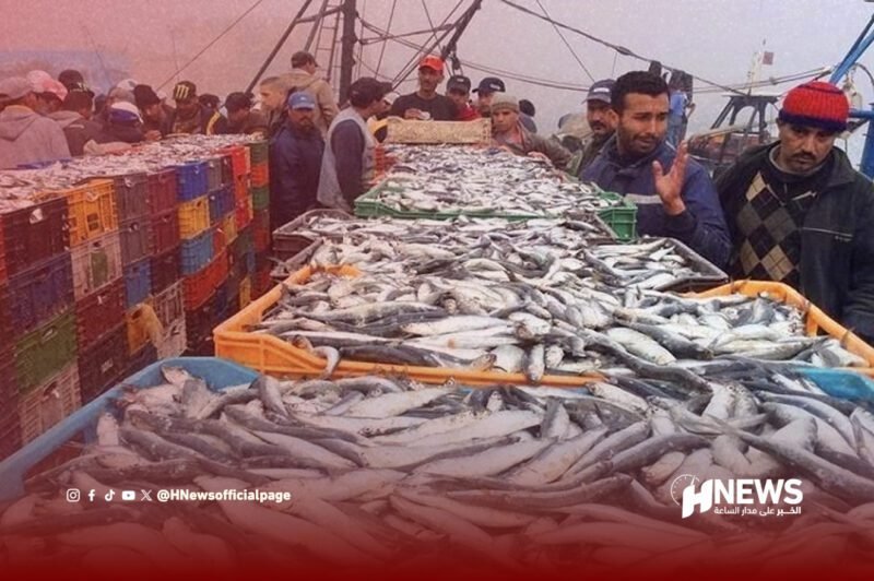 وفرة السردين تخفض الأسعار بسيدي إفني وآسفي