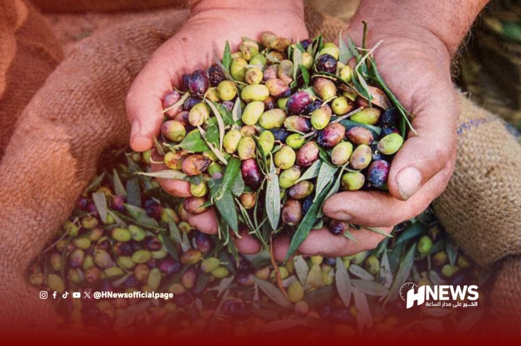 وفرة الزيتون تتحول إلى خسائر في الضيعات المغربية