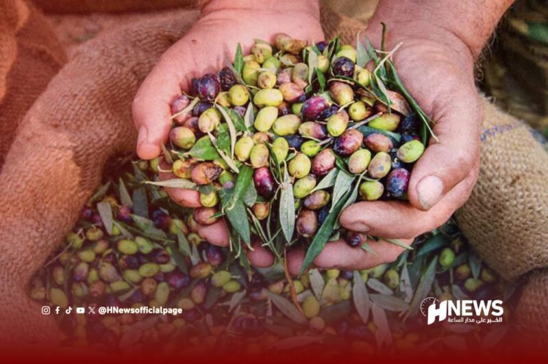 جني الزيتون