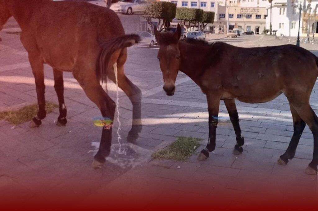 فوضى وسط الناظور تضع المجلس الجماعي في مرمى الانتقادات